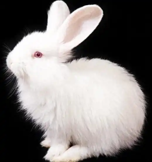 十二生肖兔附姻缘搭配