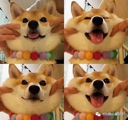 柴犬一个月的花销是多少上班铲屎官能供的上吗