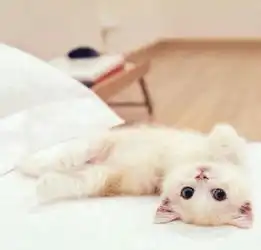 有哪些好看的锁屏壁纸
