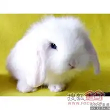 月中仙子的宠物