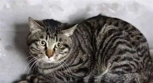 5种脾气超好的猫咪,都能跟狗狗和平相处,前两个是中国土猫
