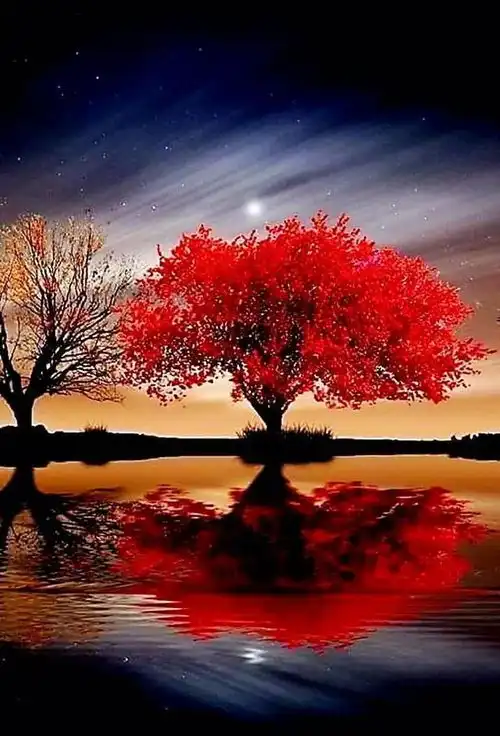 风景,鲜花,爱心