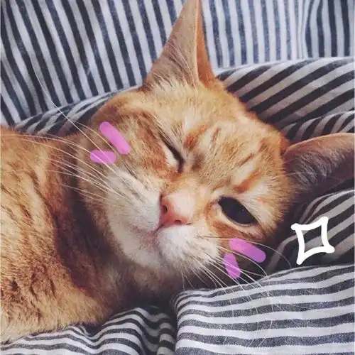 img121e0e03467546be146af0aaf988a5d0喵星人汪星人