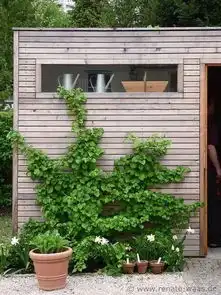 花草树木玩的6,方寸小院也生辉