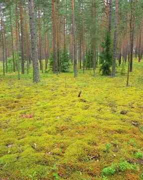 森林图片图源免费点击来源直接获取大图文件地上铺满厚厚的绿色苔藓的松林阳光透过针叶树的光滑树干夏日典型的北欧森林景观摄影竖幅森林高清大图