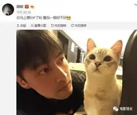 易烊千玺胡歌张译,好像爱猫的男子,演技总不会太差