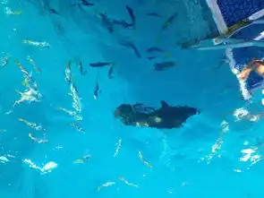 大堡礁最佳观赏地凯恩斯的蓝色之旅