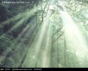 透过树林的阳光图片免费下载编号615593红动网