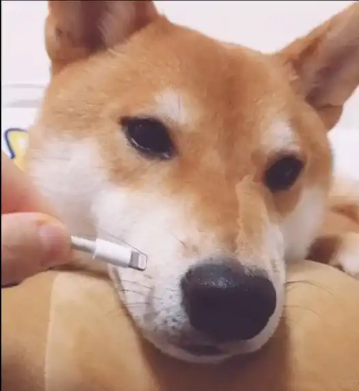 做为铲屎官,4种最幸福的美好时刻,还有比这更幸福的吗