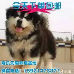 狗宠物狗交易,价格,发布信息第268页网上114