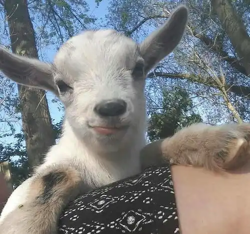 羊娜多少有点情侣像吧