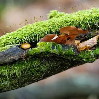 绿色微信头像高清唯美绿色的苔藓图片