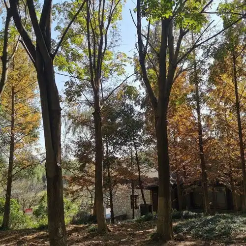 江苏大阳山国家森林公园门票,江苏大阳山国家森林公园游玩攻略360地图