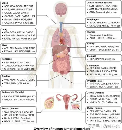 asco2024癌症治疗亮点汇总一