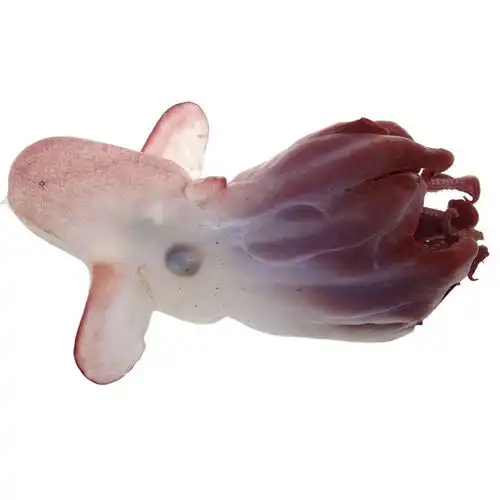 怀胎的木乃伊野兔打拳击深海小飞象四月科技图片,震撼登场