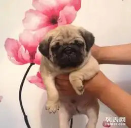 家养一窝憨憨可爱巴哥幼犬宝宝出售囧子脸公母都有活泼