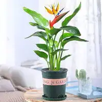 最新鲜花园艺报价及图片大全第422页什么值得买