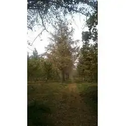 大森林银杏30公分实生银杏实生银杏