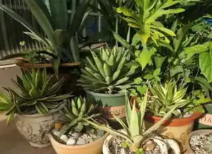 这94年的妖男比女人还爱美,自造400种植物