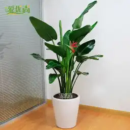 谁知道漳州百花村像图片这么大的天堂鸟盆栽大概都在什么价位呢不需要含花盆的,只买植物而已或者你们