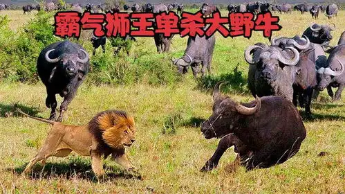 霸气狮王只身冲入野牛群,将一头大野牛撂倒在地