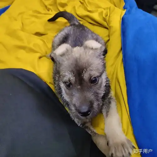 买了一只土狗,看着像狼青,狗爪是纯黑的,墨色发亮,不透明,有没有什么说法