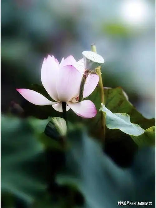 人生没什么放不下的,痛了自然就放下了字字走心的短语句子