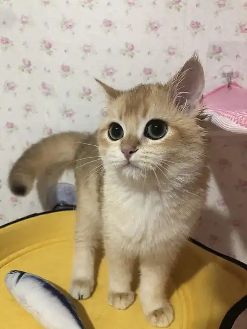 第一次养猫,就遇到它,是我的幸运