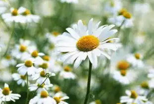 1997年一月出生的属牛女命好吗今年桃花运如何