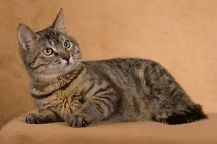 中国狸花猫搜狗百科