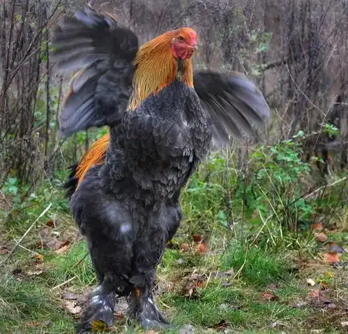 属鸡的朋友看看,你是哪种鸡