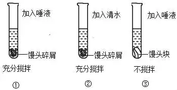 在探究馒头在口腔中的变化时,某同学进行了如下三种处理,在以牙齿的咀嚼舌的搅拌为变量时和以唾液为变量时,应分别选取的对照实验是实验组别1号试管2