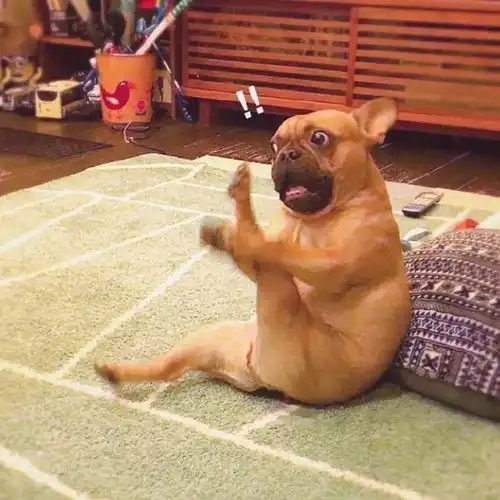 搞笑gif从马戏团请来的师傅,身手就是不一样