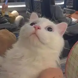 花一开就相爱吧