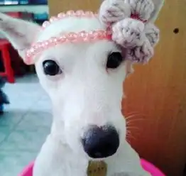 搞笑的汪星人图片大全最有镜头感的汪星人