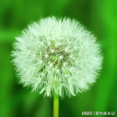 希望夜行动物这部电影的片段能启发到你流氓主凶兽性网易订阅