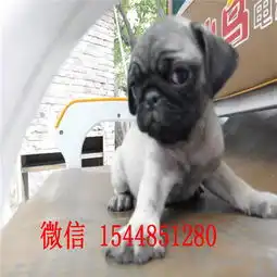 攀枝花哪里有卖巴哥犬哪里有赛级巴哥犬巴哥好养吗巴哥图片