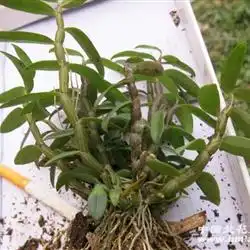 霍山紫杆铁皮石斛2年以上苗有20左右52