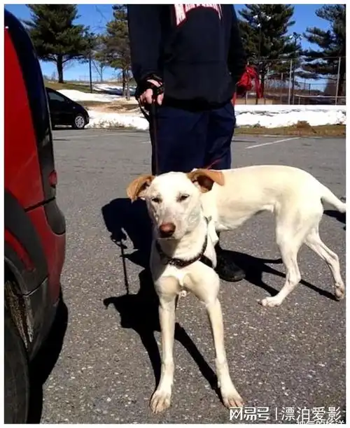 几十张张离奇的巧合照片,很难相信它们真的发生了