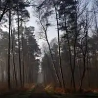 关于树林微信头像男微信头像图片大全