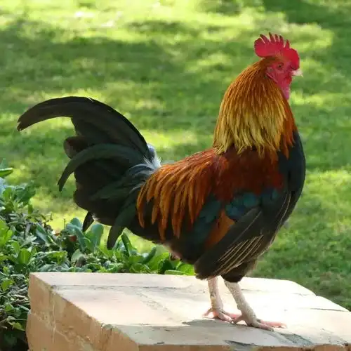 巴黎奥运即将开幕,为什么说公鸡是法国的象征