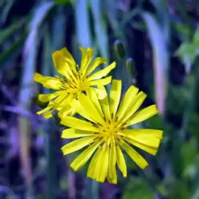 妈妈头像唯美风景花草中年人爸爸妈妈喜欢的头像