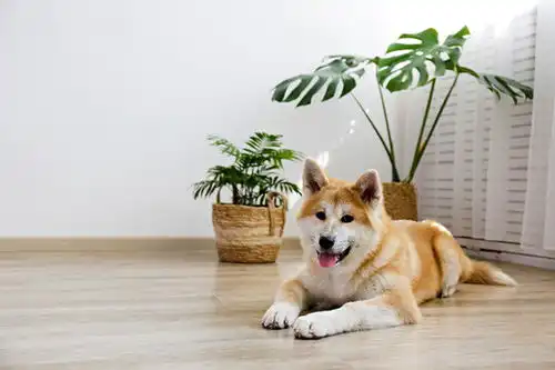 点击来源直接获取大图文件九个月大的日本秋田犬躺在木质纹理地板上在家中快乐有趣的棕色狗放松特写,顶部视角摄影搞笑狗狗高清大图