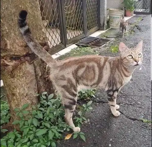 橘猫堪称中国好男喵,把女友纹在了身上,网友自带女友画像