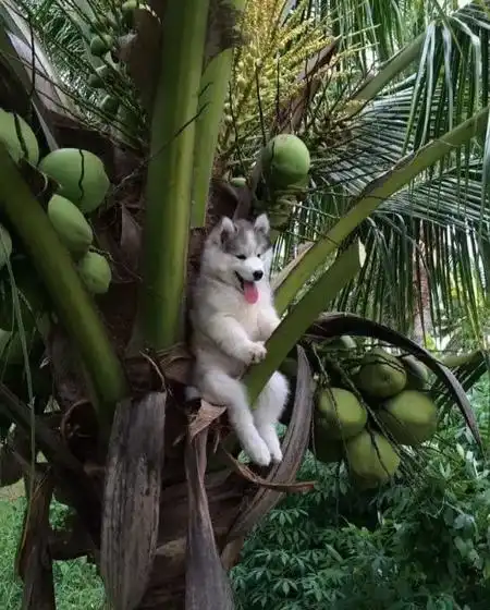 开心一刻笑话我小时候很调皮,有次跟我爸去吃酒席