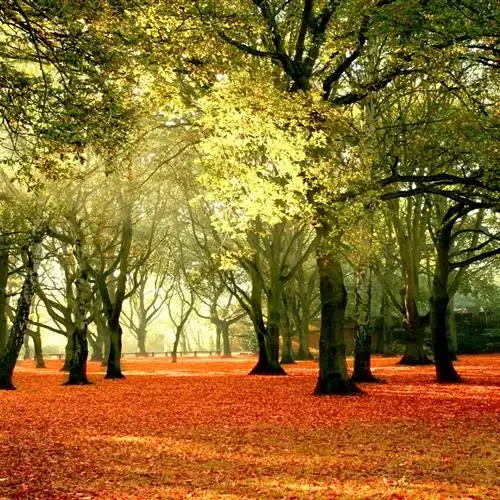 2023高清秘林风景头像