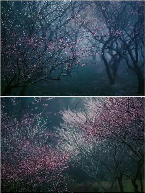 雾里看花是种什么体验