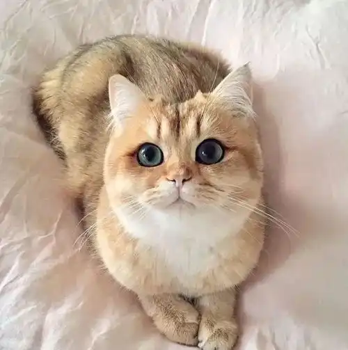 全球29只最贵最好看的猫咪看完心情好上一整天