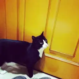 中华田园猫的颜值有多高