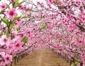 快速增旺桃花运的风水法则